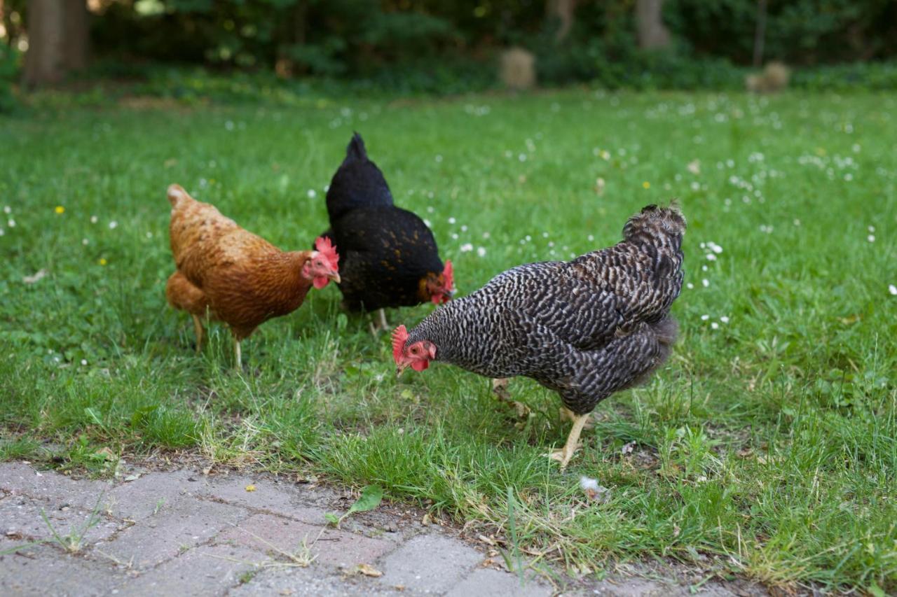 B&B Boerderij De Vaete - Duurzaam Genieten In De Zak Van Zuid-Beveland Heinkenszand Exterior foto